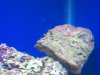 New Tank 006.jpg