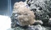 3reef hmushroom.jpg