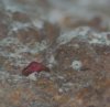 saltwater_tank_011.JPG