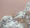 saltwater_tank_020.JPG