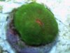 Coral 005.JPG