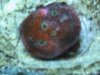 Coral 006.jpg