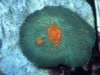 Coral 008.jpg