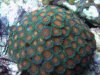 Coral 009.jpg
