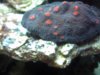 Coral 004.JPG