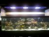 Updated Reef Aquarium.jpg
