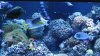 Updated Reef Aquarium1.jpg