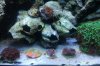 Zoas.jpg