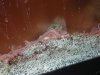 DSCN4070.jpg
