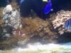 fish tank.jpg