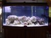 new clown fish 030.jpg