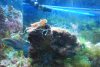fish stuff 211.jpg