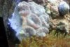coral.jpeg