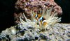 anemone.jpg