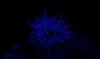 night anemone.jpg