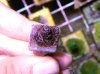20100411 Acropora Millepora.JPG