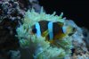 fish 2 039.jpg