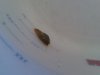 slug.JPG