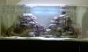 cyano clean.jpg