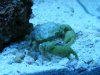 crab1.jpg