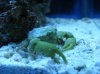 crab3.jpg