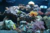 fish 2 033.jpg