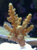 acro frag 12-6-09.JPG