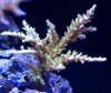 acro frag 8-10-2010.JPG