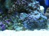 coral1.jpg