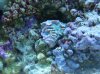 coral2.jpg