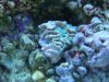 coral3.jpg