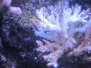 coral1.jpg