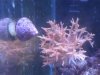 coral2.jpg