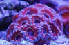 DSC_0241_1.jpg