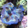 Clam.jpg
