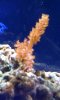 1stCoral.jpg