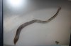 worm 004.jpg