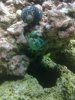 emerald crab, before.jpg