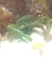 emerald crab after.jpg