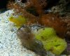 watchman goby by sponge.jpg