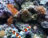 clown by corals.jpg