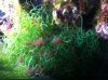 ALGAE 1.jpg