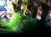ALGAE 2.jpg