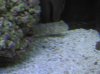 Goby.jpg