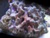rust algae.jpg