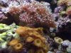 Button Polyps.jpg