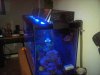 65gal w-stunners lights only.jpg
