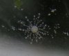 543hydroid_closeup_2.jpg