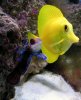 Tang and Goby 2.jpg