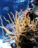 Anemone 2.jpg